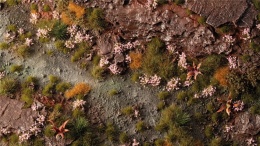Pink Orchid Tiny Flowers Tufts