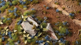 Cornflower Tiny Flowers Tufts